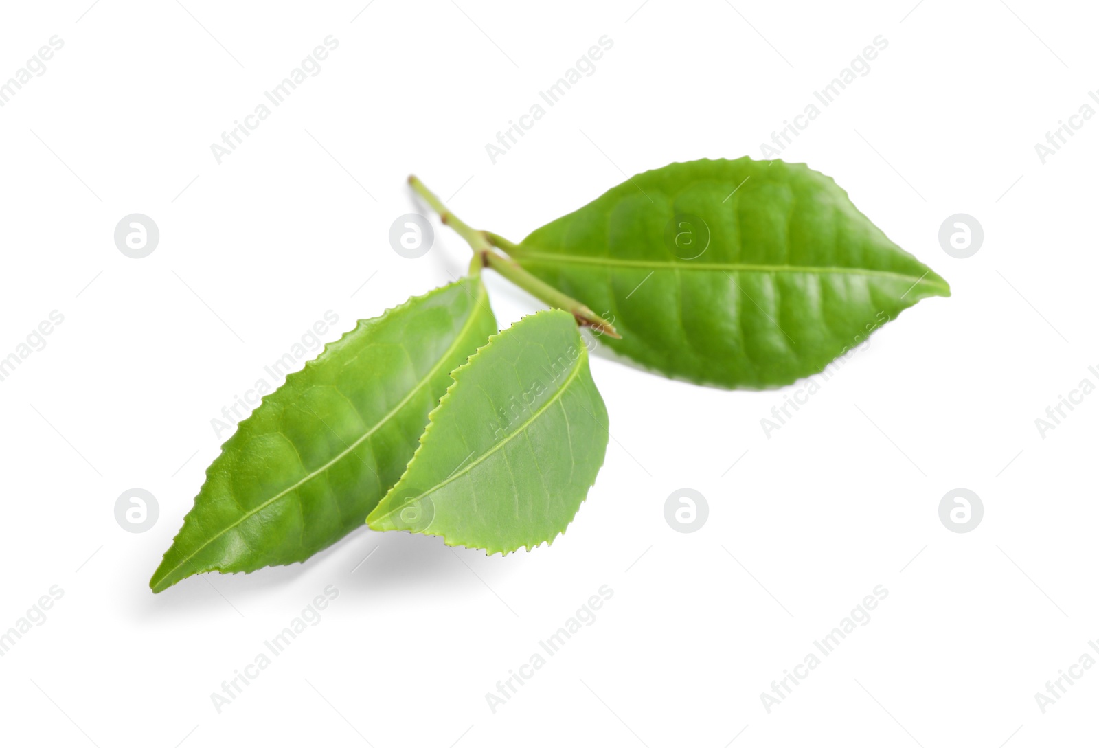 Photo of Green leaves of tea plant isolated on white