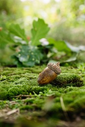 One acorn on green moss in forest, closeup