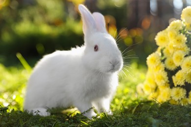 Photo of Cute white rabbit near flowers on green grass outdoors