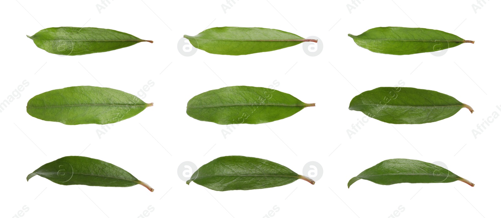 Image of Set with green leaves of pomegranate plant on white background. Banner design