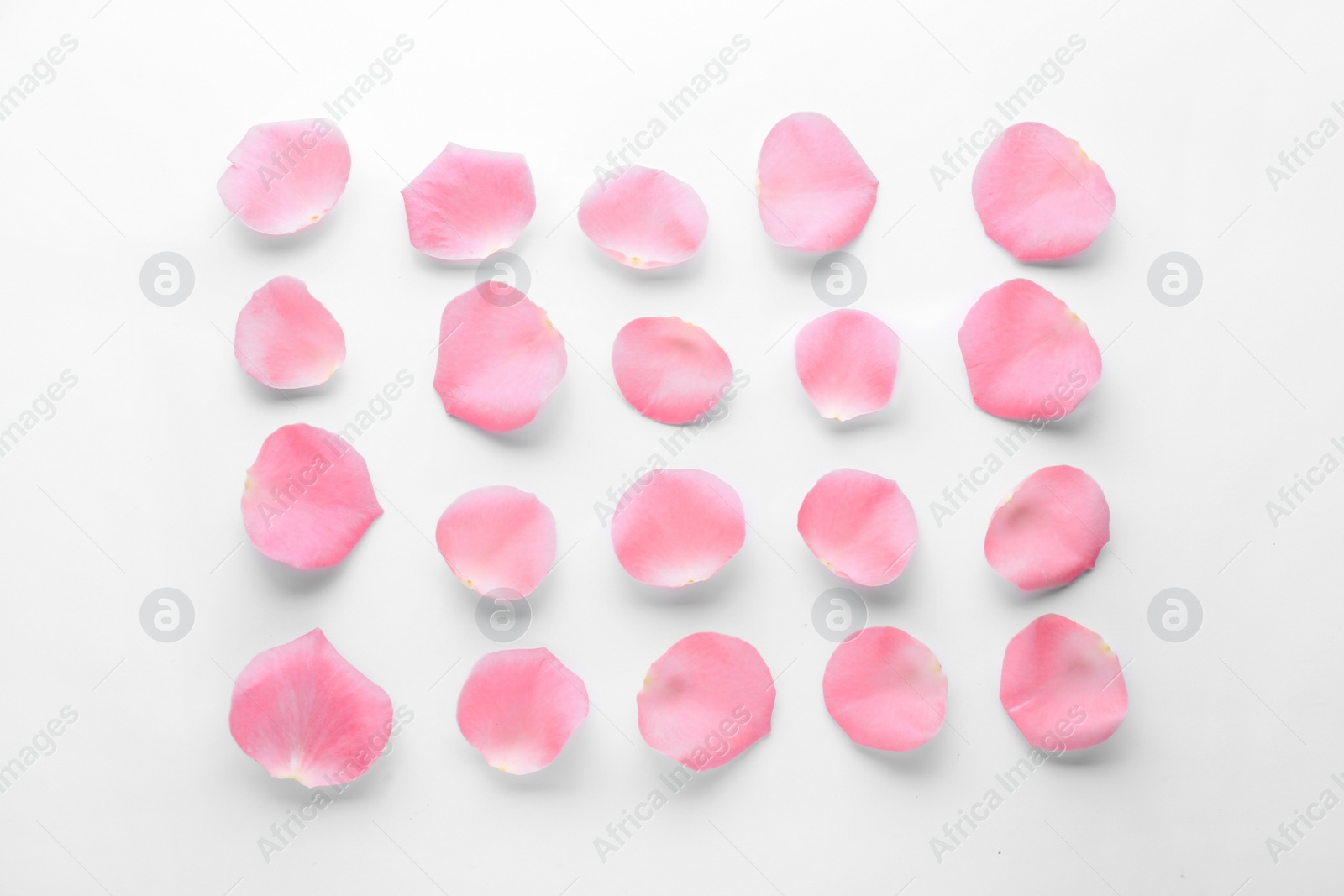 Photo of Beautiful pink rose flower petals on white background, top view