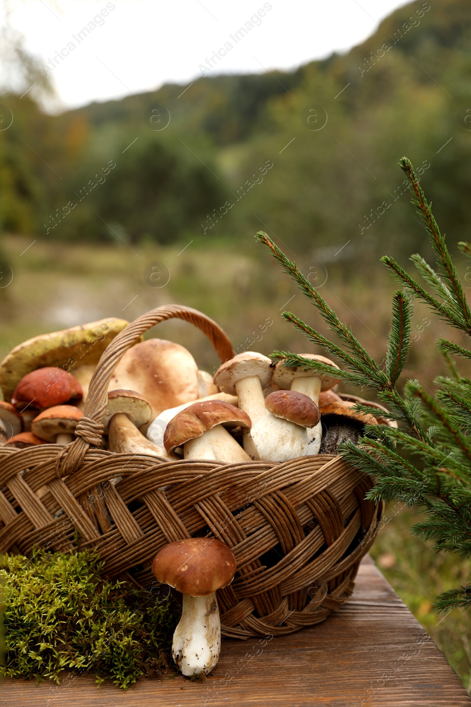 Photo of Wicker basket with fresh wild mushrooms on wooden table outdoors