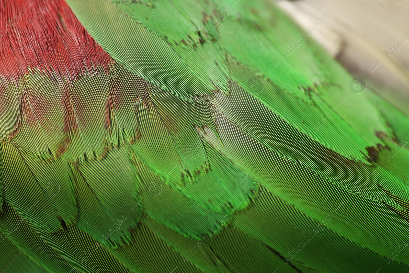 Photo of Beautiful Alexandrine parakeet on blurred background, closeup