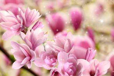 Image of Beautiful pink magnolia flowers outdoors. Amazing spring blossom