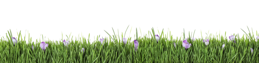 Image of Fresh green grass and flowers on white background, banner design. Spring season