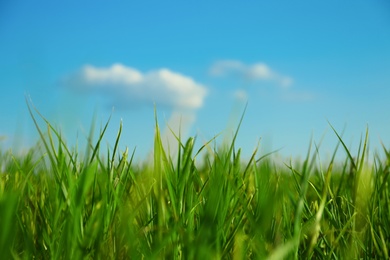 Green grass in field on sunny day, closeup