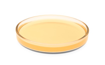 Petri dish with orange liquid isolated on white