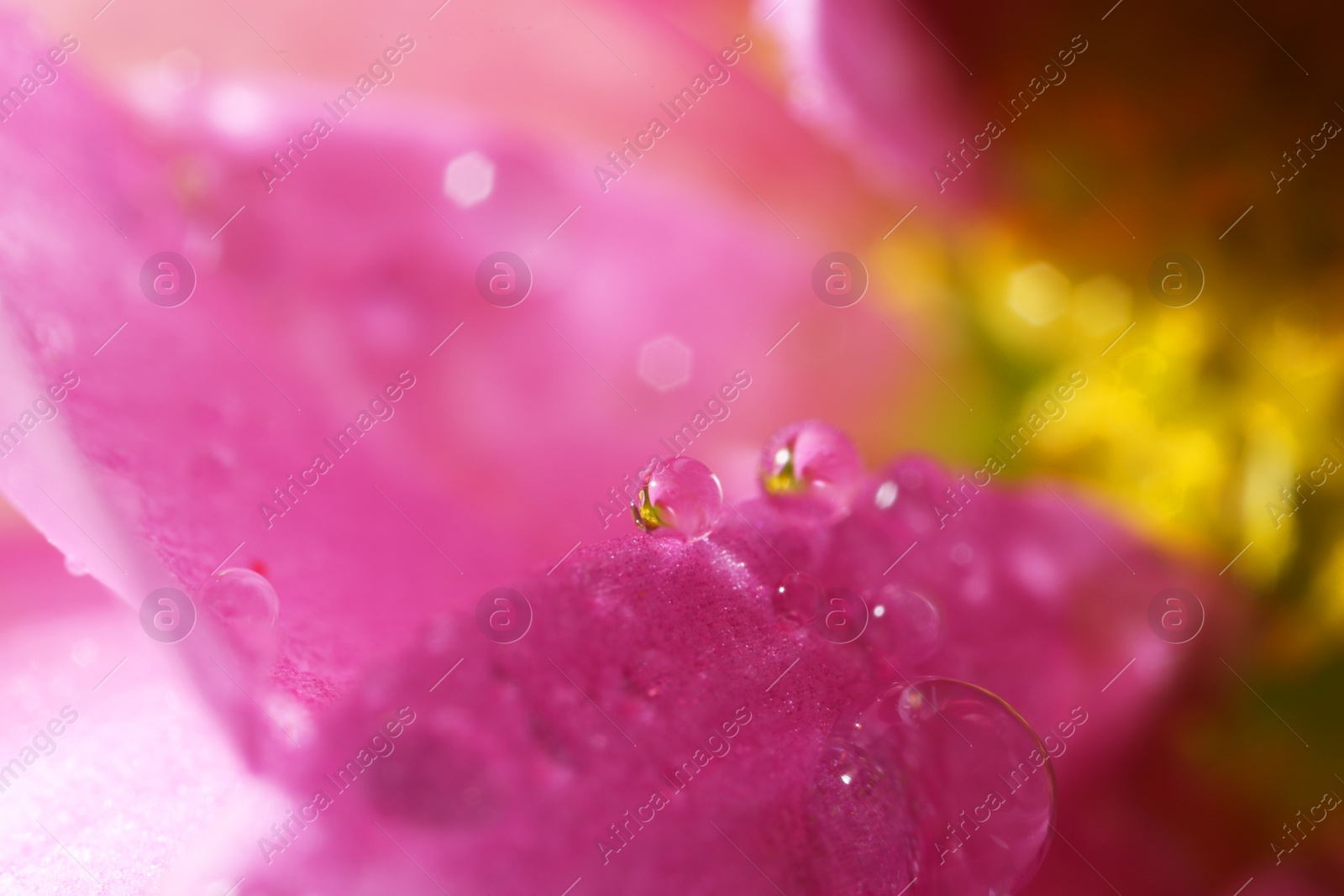 Photo of Beautiful flower with water drops, macro view