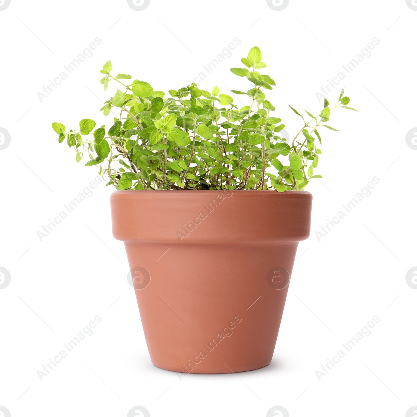 Image of Green oregano in clay pot isolated on white