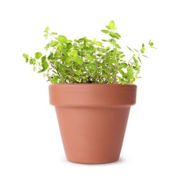 Green oregano in clay pot isolated on white