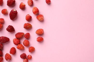 Photo of Many fresh wild strawberries on pink background, flat lay. Space for text