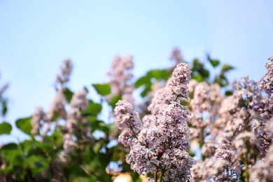 Closeup view of beautiful blooming lilac shrub outdoors