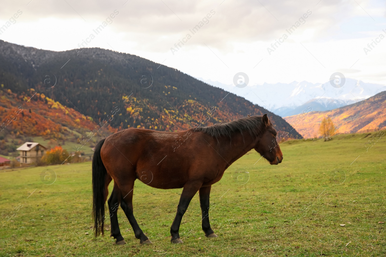 Photo of Brown horse grazing on meadow in mountains outdoors. Beautiful pet