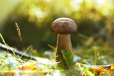 Photo of Fresh wild mushroom growing in forest, closeup. Space for text