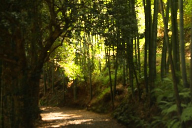 Photo of Blurred view of beautiful green bamboo forest and pathway