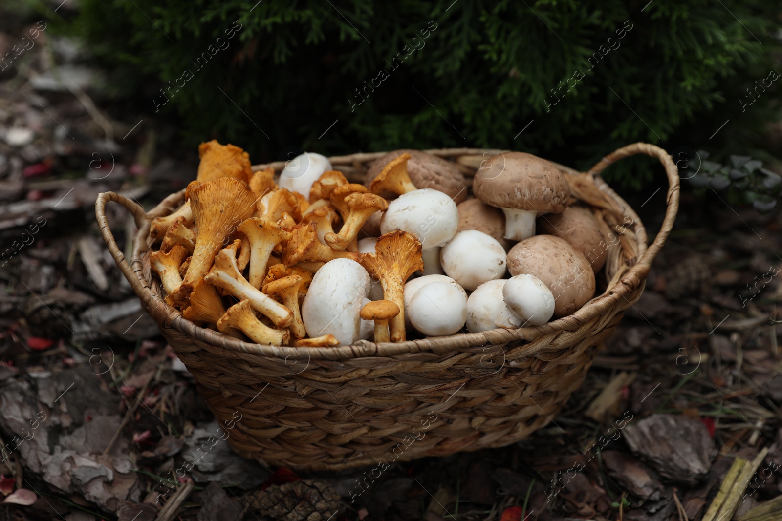 Photo of Wicker basket with different fresh mushrooms in forest