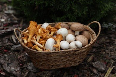 Wicker basket with different fresh mushrooms in forest