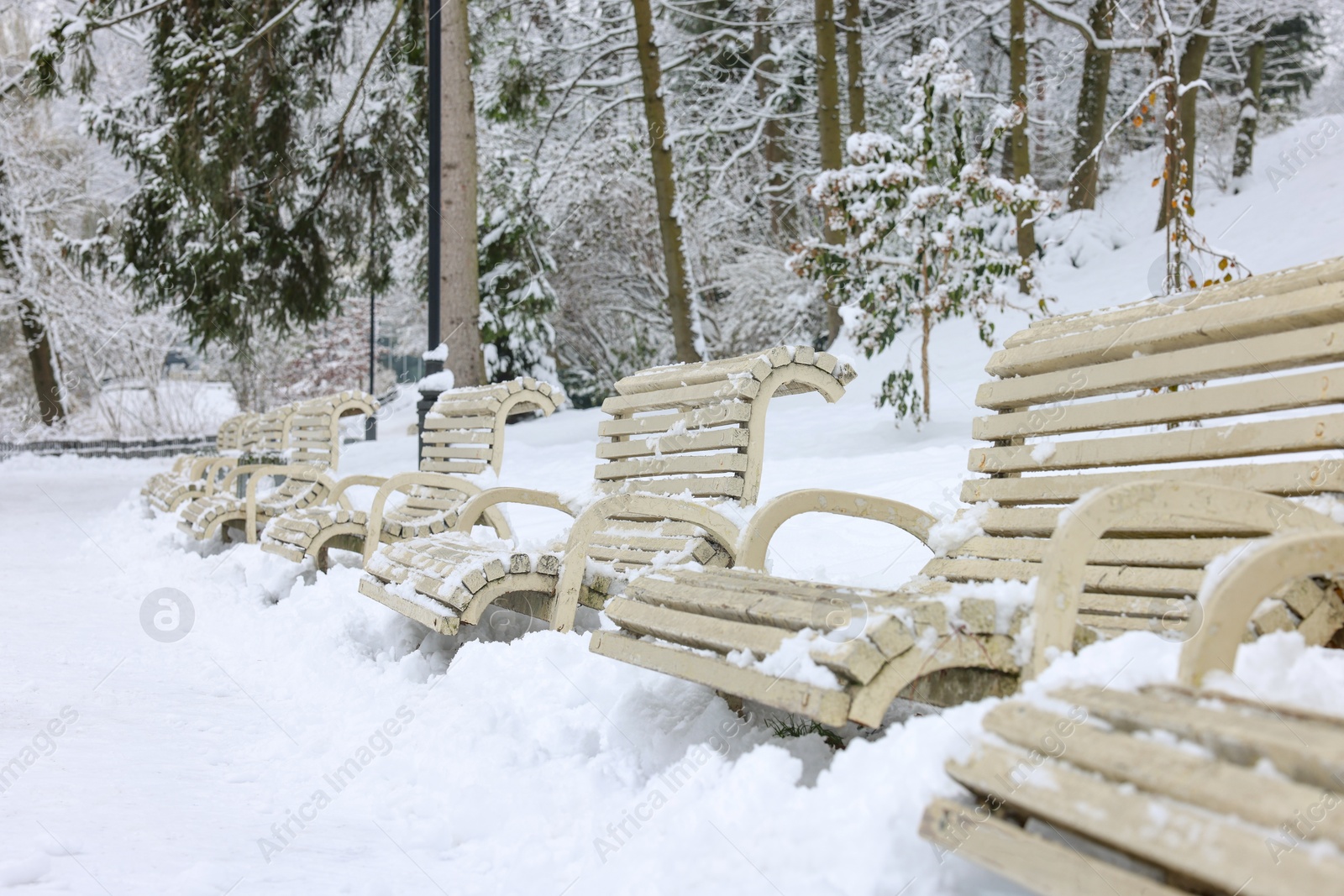 Photo of Beautiful trees covered with snow and benches in winter park