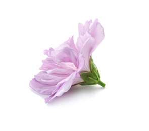 Photo of Beautiful hibiscus flower on white background