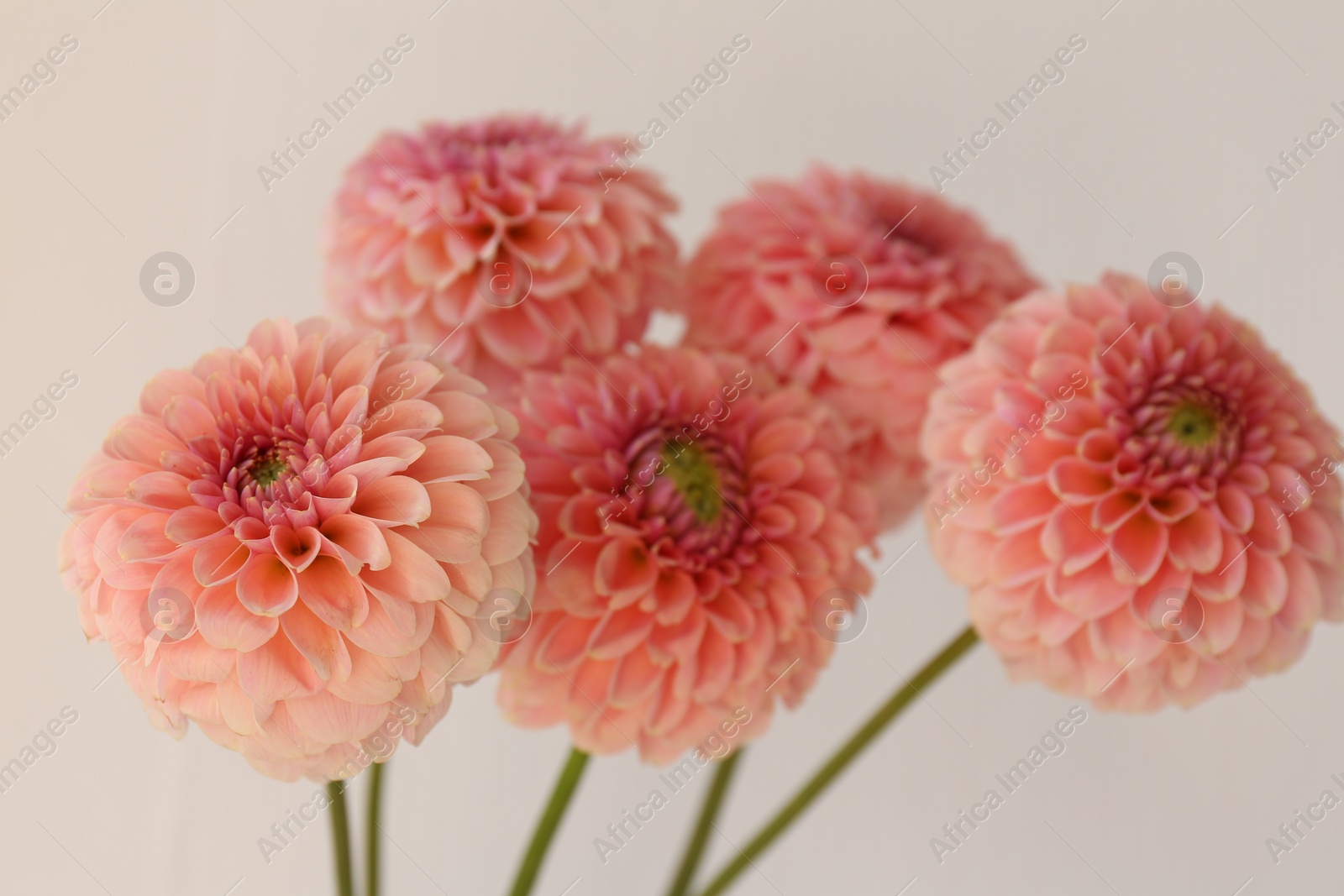 Photo of Bouquet of beautiful dahlia flowers on light grey background, closeup