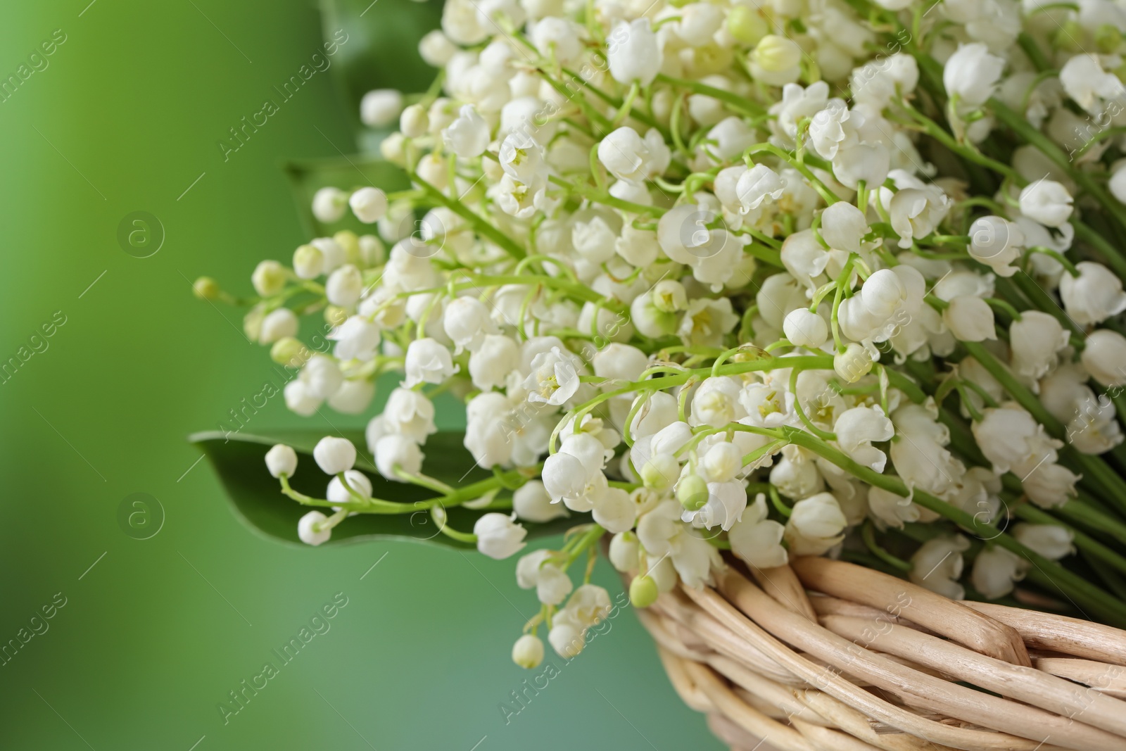 Photo of Wicker basket with beautiful lily of the valley flowers on blurred green background, closeup. Space for text