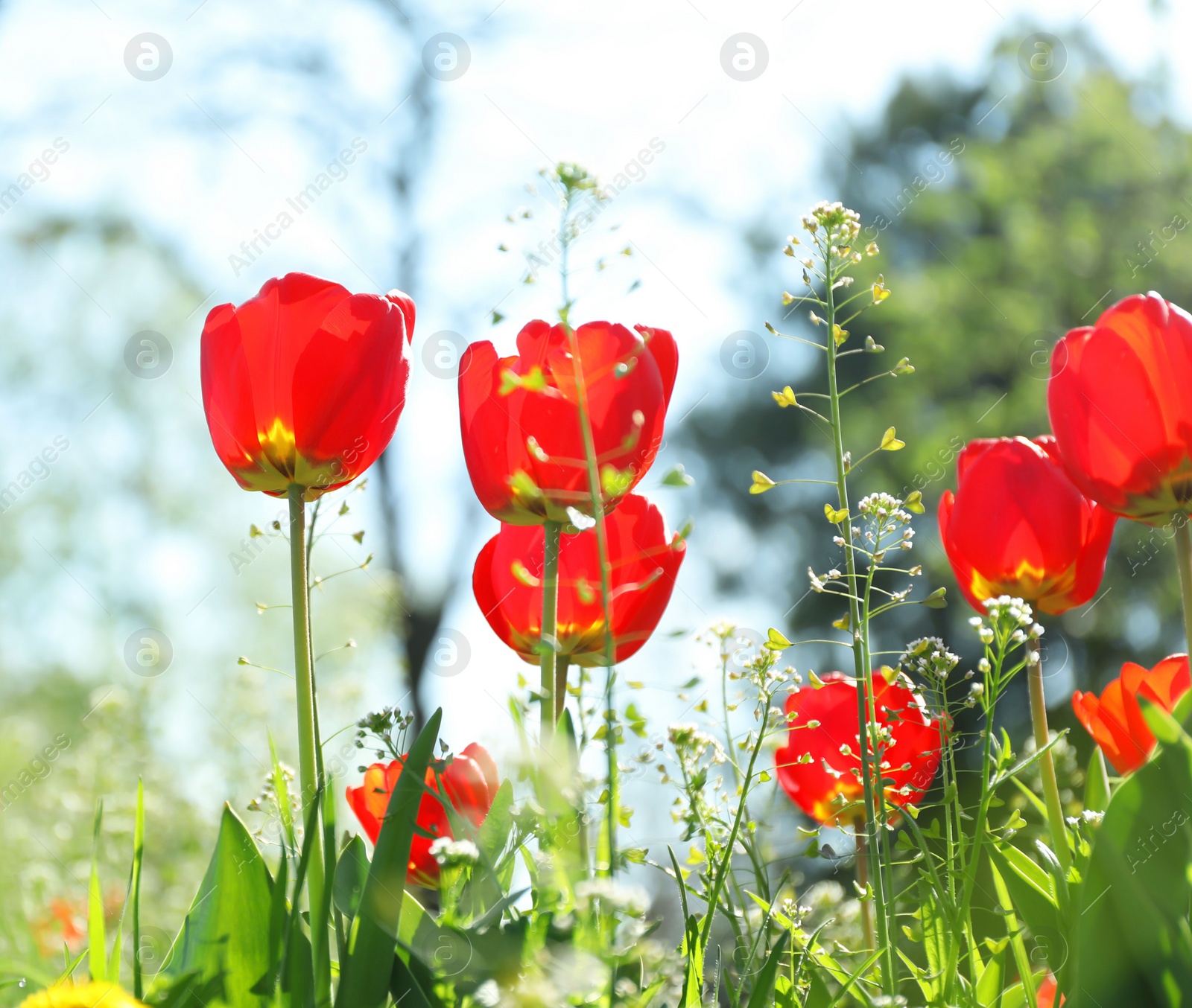 Photo of Blossoming tulips outdoors on sunny spring day