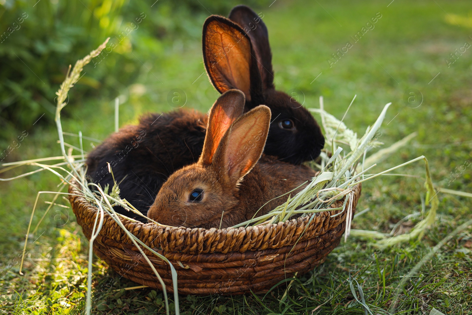 Photo of Cute fluffy rabbits in wicker bowl with dry grass outdoors