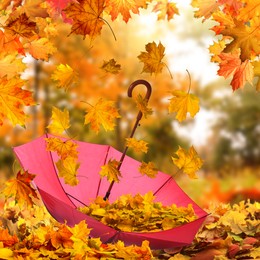 Image of Autumn atmosphere. Golden leaves falling into pink umbrella in beautiful park