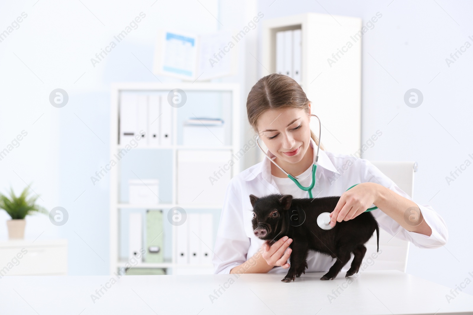 Photo of Female veterinarian examining cute mini pig in hospital