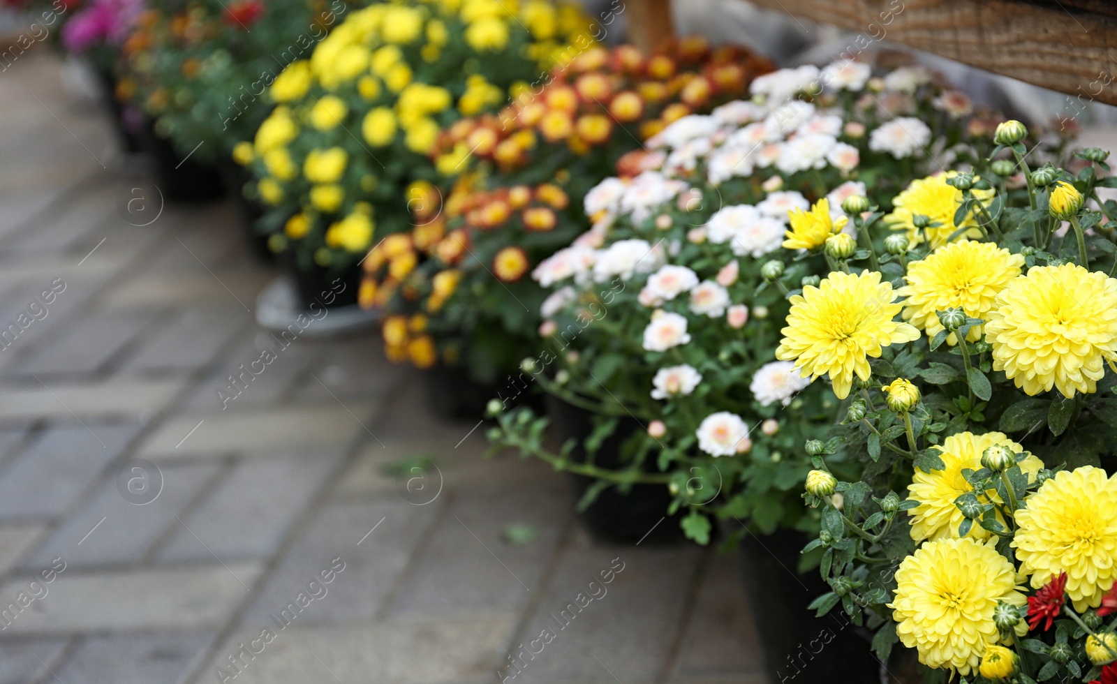 Photo of Assortment of beautiful blooming chrysanthemum flowers in pots outdoors