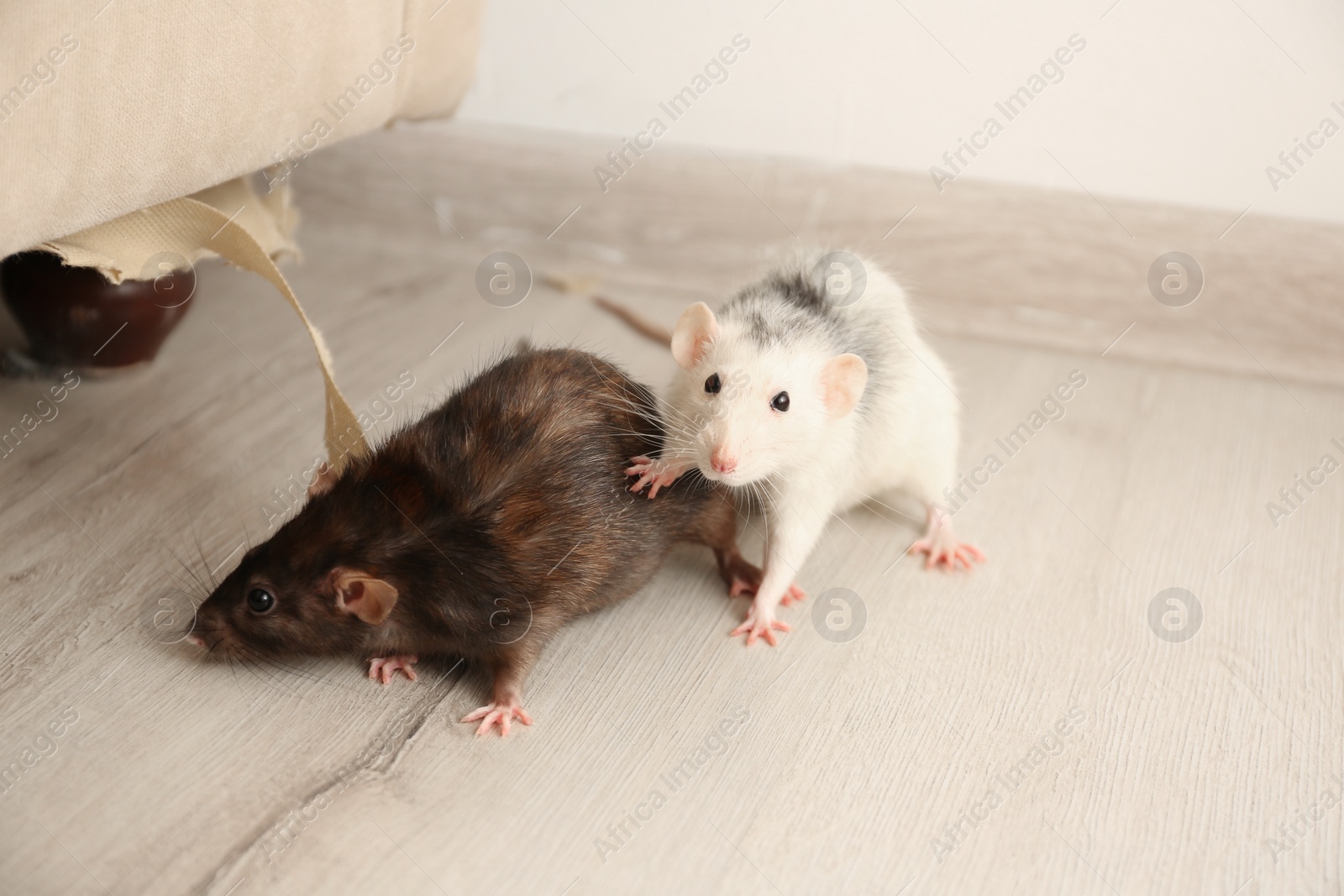 Photo of Rats near damaged furniture indoors. Pest control