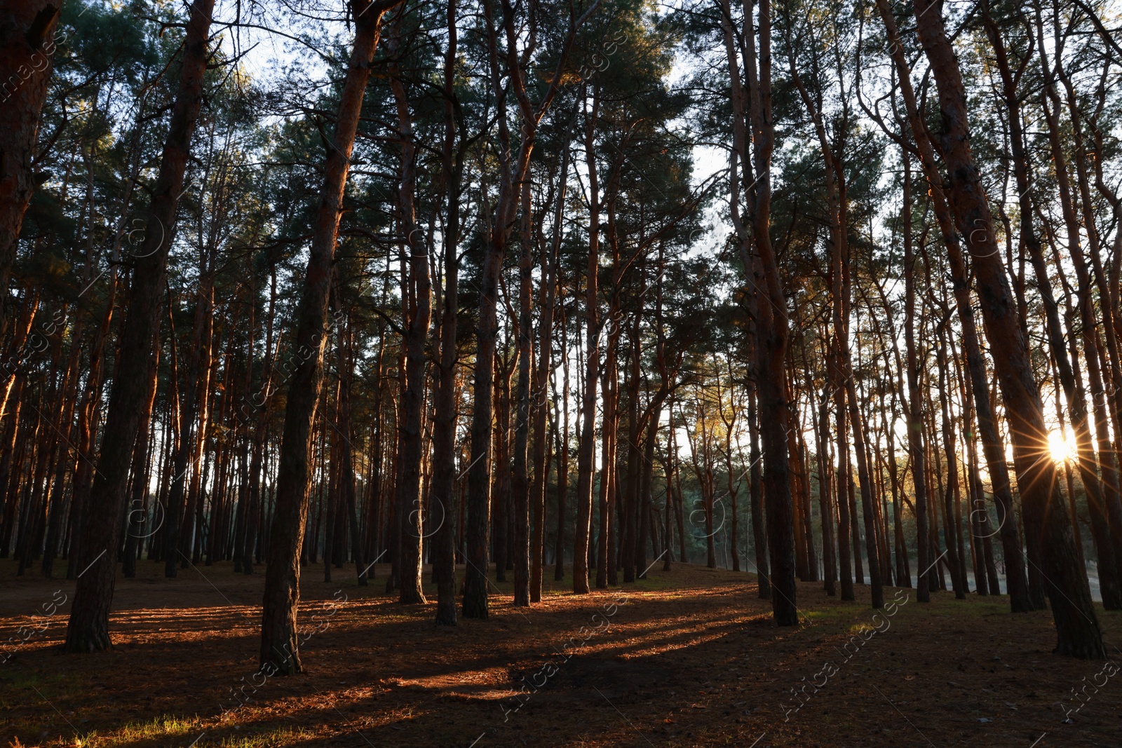 Photo of Beautiful view of conifer forest at sunset