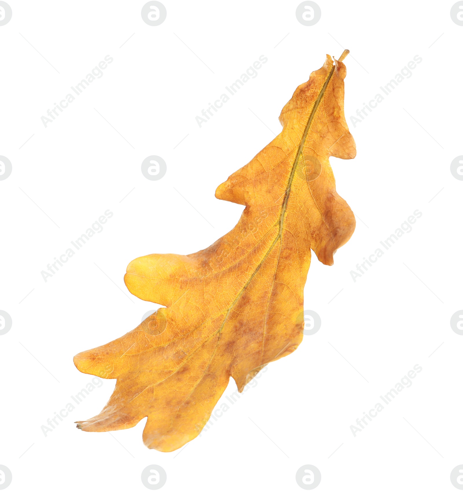 Photo of Beautiful autumn leaf on white background. Fall foliage