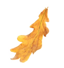 Photo of Beautiful autumn leaf on white background. Fall foliage