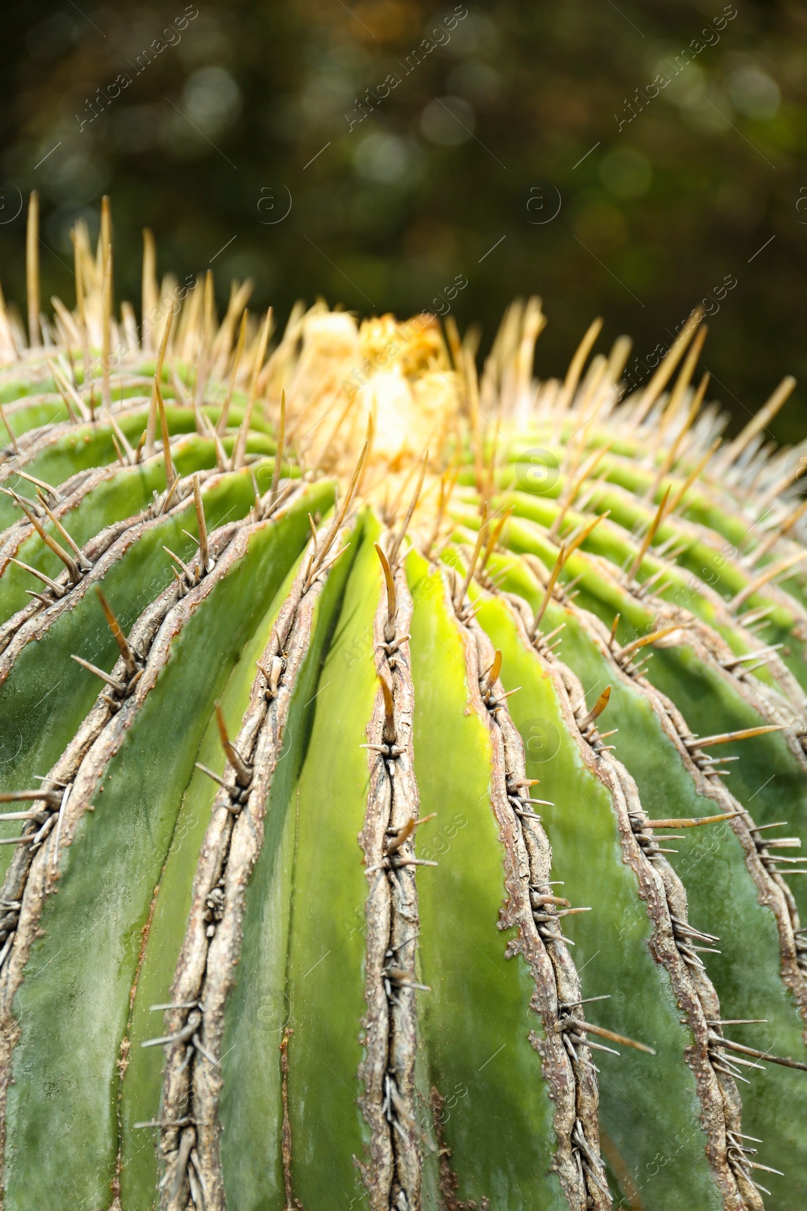 Photo of Closeup view of beautiful cactus on sunny day. Tropical plant