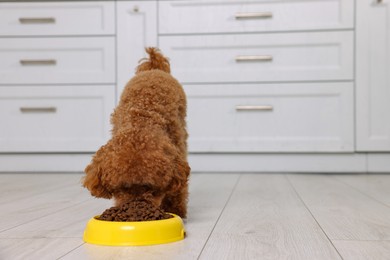 Cute Maltipoo dog feeding from plastic bowl on floor indoors, space for text. Lovely pet