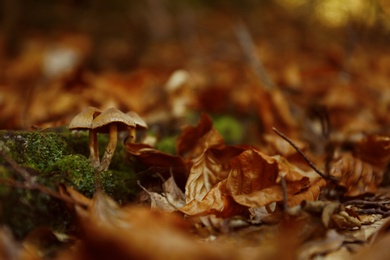 Mushrooms with fallen leaves on ground in forest. Space for text