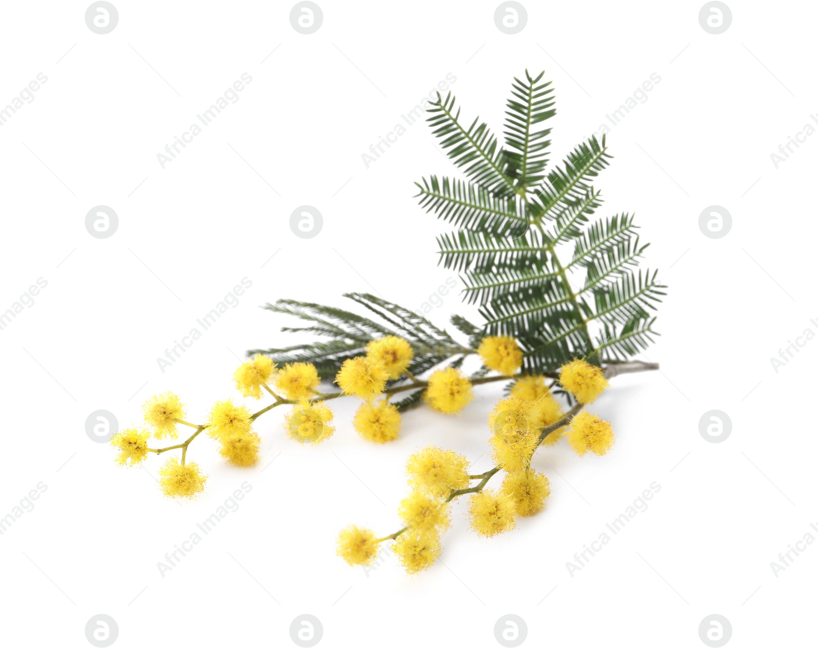 Photo of Beautiful mimosa branch with yellow flowers on white background