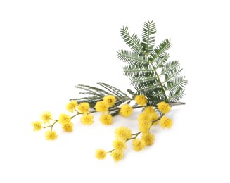 Beautiful mimosa branch with yellow flowers on white background