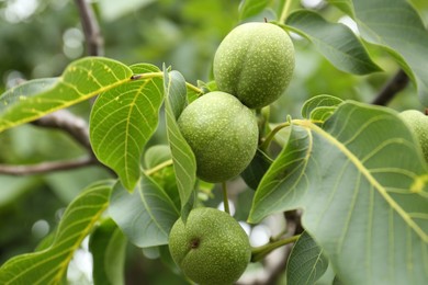 Photo of Green unripe walnuts on tree branch outdoors, closeup