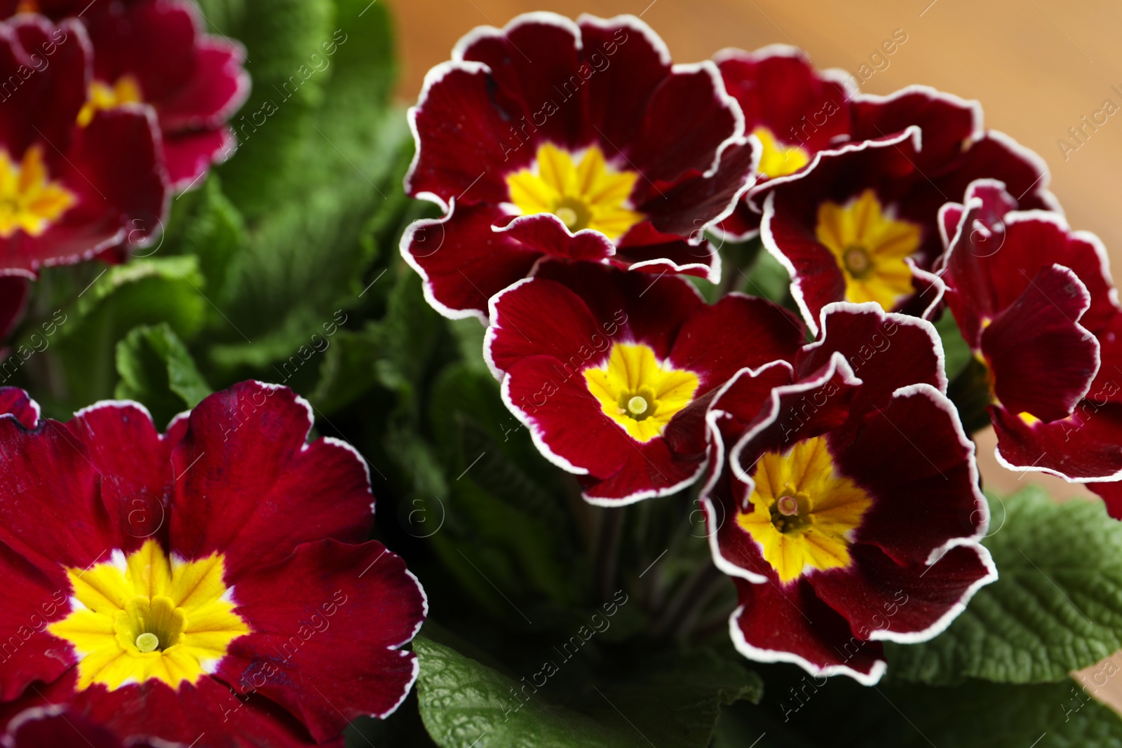 Photo of Beautiful burgundy primula (primrose) flowers on table, closeup. Spring blossom