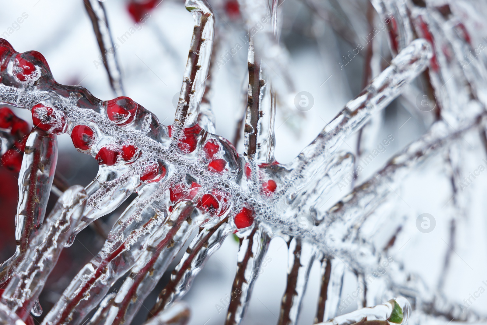 Photo of Tree with red berries in ice glaze outdoors on winter day, closeup