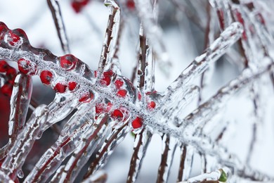 Tree with red berries in ice glaze outdoors on winter day, closeup