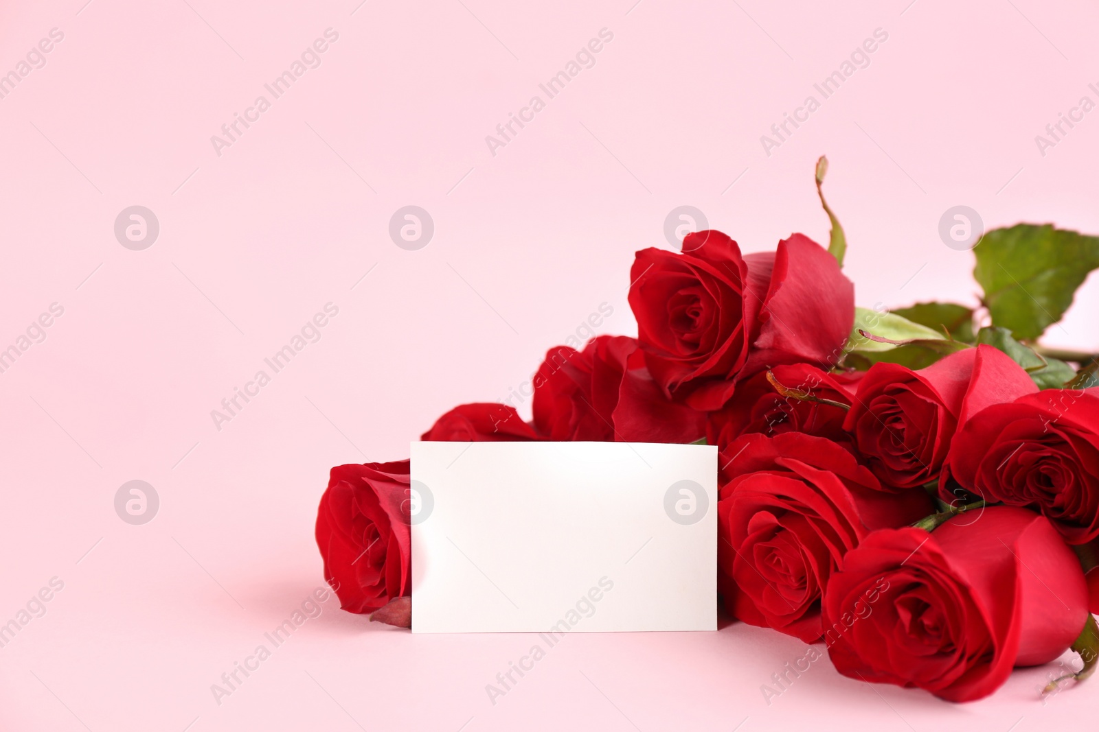 Photo of Beautiful red roses and blank card on pink background, space for text. St. Valentine's day celebration