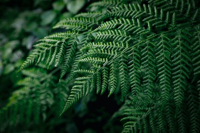 Green fern growing in forest, closeup view