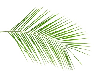 Photo of Fresh tropical date palm leaf on white background