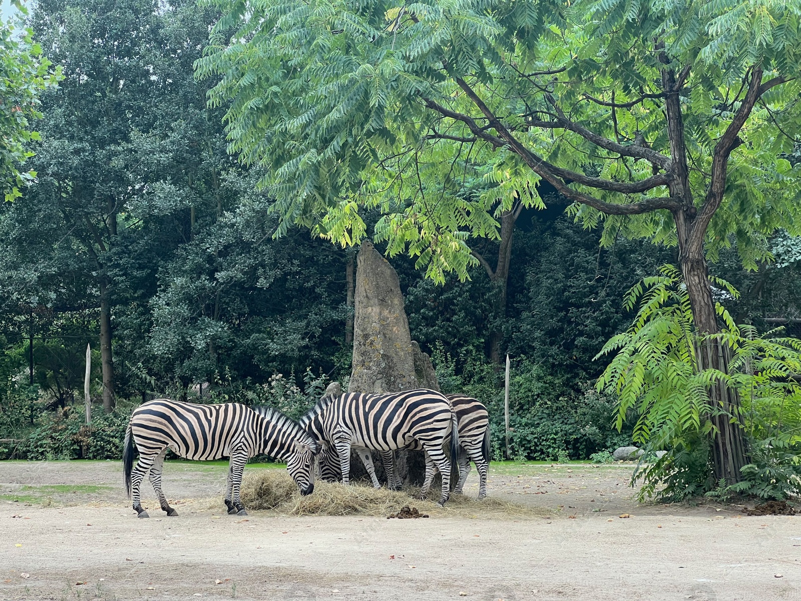 Photo of Beautiful striped African zebras in zoo enclosure