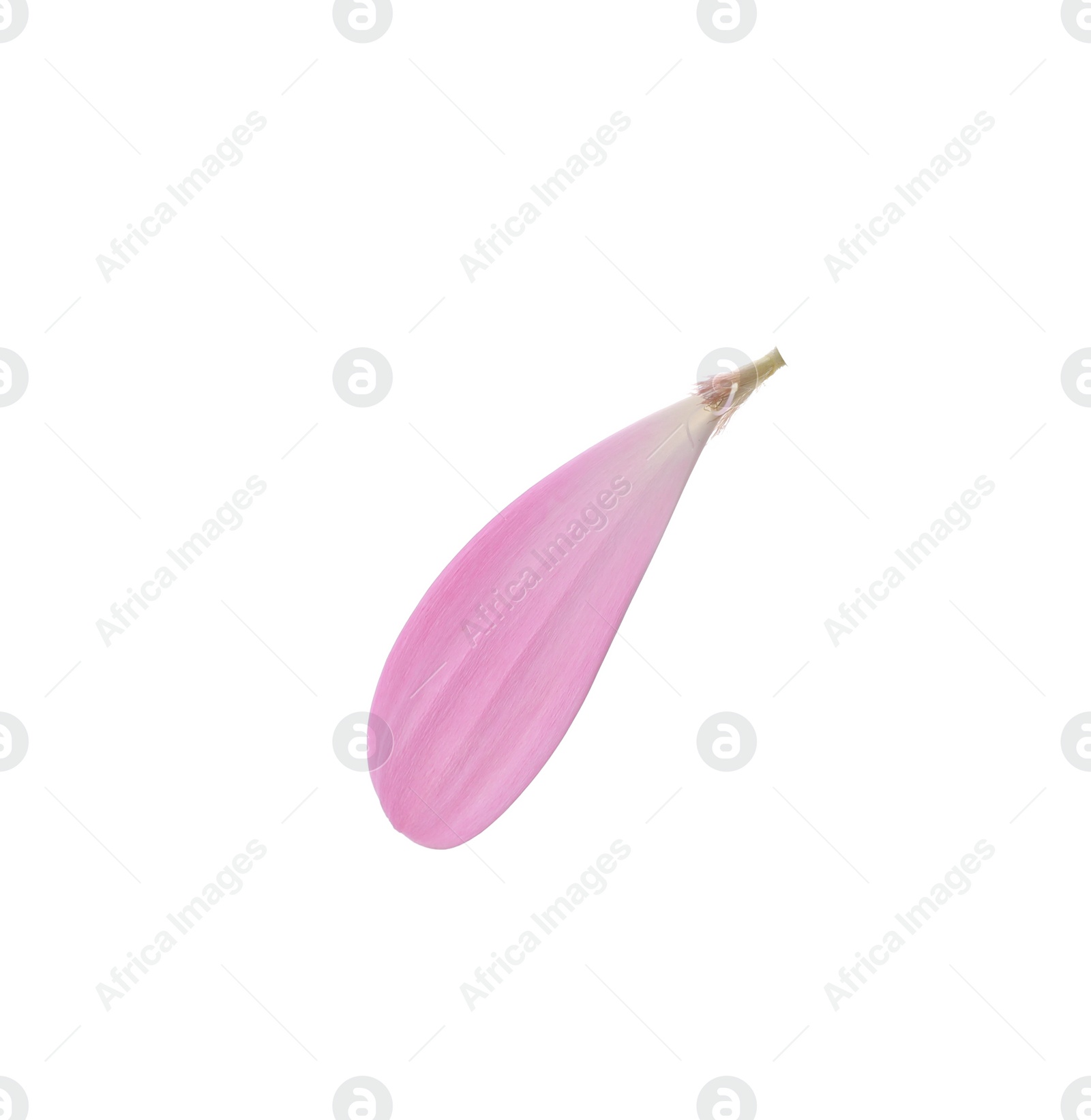 Photo of Beautiful pink gerbera petal isolated on white
