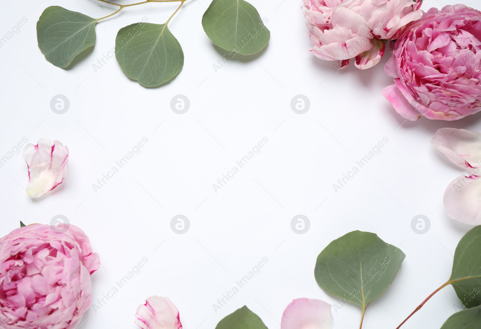 Photo of Frame made of beautiful peonies on white background, flat lay with space for text. Floral composition