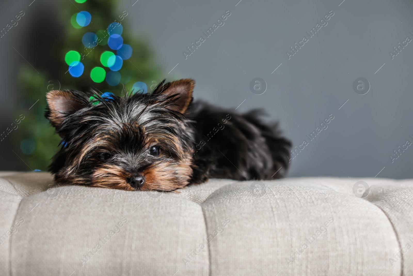 Photo of Cute Yorkshire terrier puppy and blurred Christmas tree on background, space for text. Happy dog